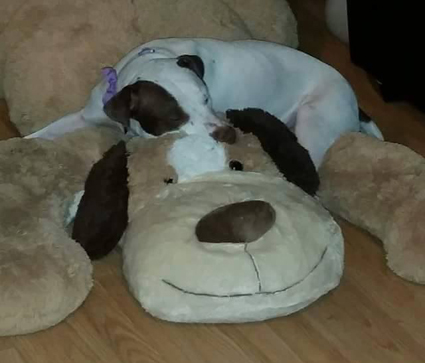 Adopt Rescue Dogs and Cats from OSCAR Animal Rescue in Sparta, NJ